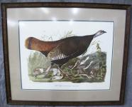 Audubon Wild Turkey